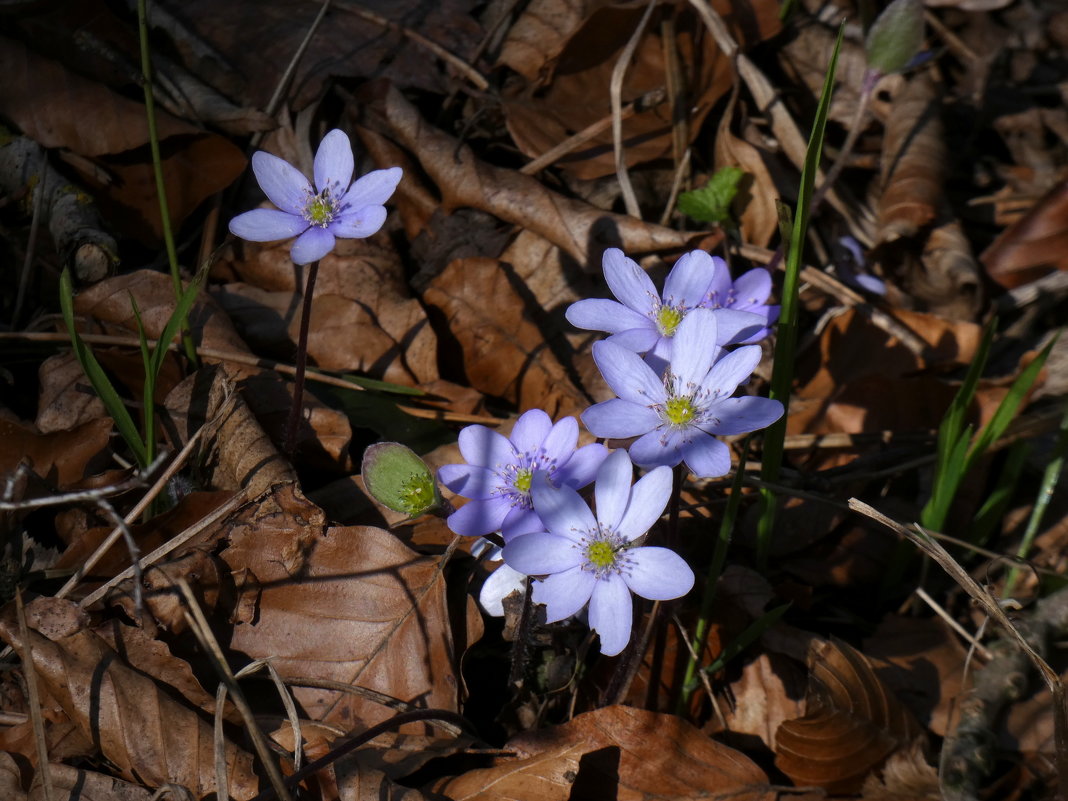 в лесу маленькие признаки весны - Heinz Thorns
