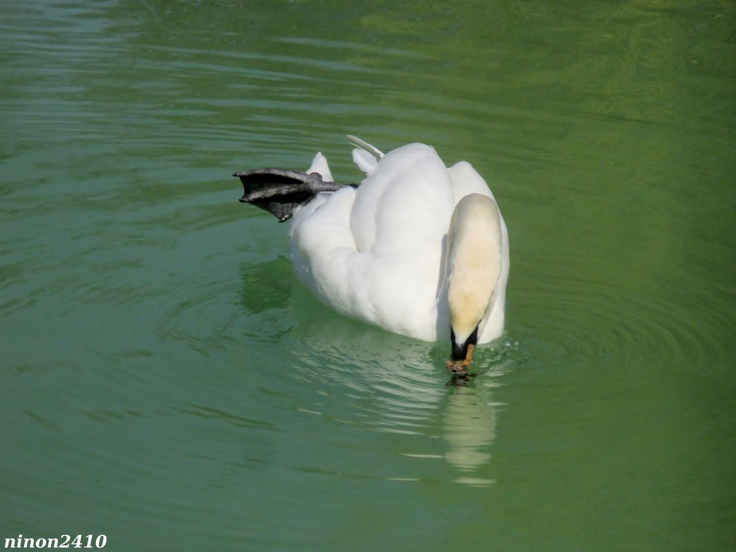 Белый лебедь на пруду... - Нина Бутко