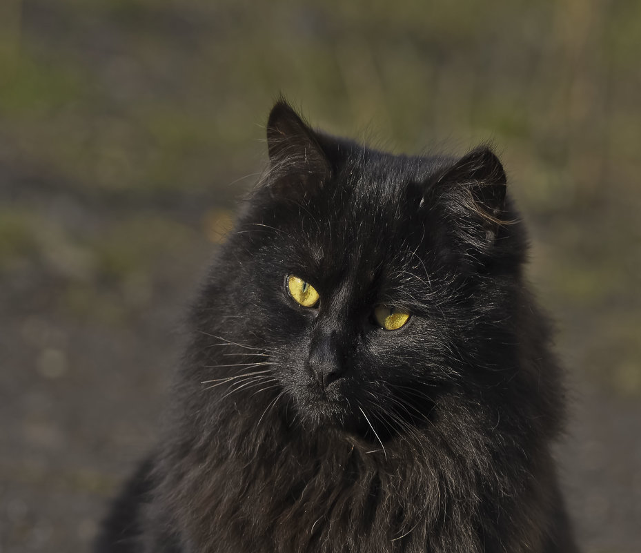 Портрет черного кота - Ольга Винницкая (Olenka)