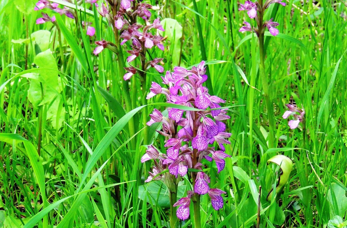 Цветет  дикая орхидея - Гала 