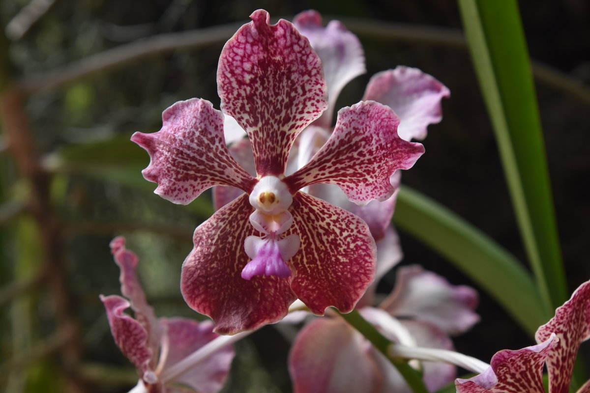 цветок орхидеи - vg154 