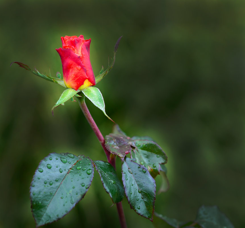 Осенняя роза после дождя - Вячеслав Побединский