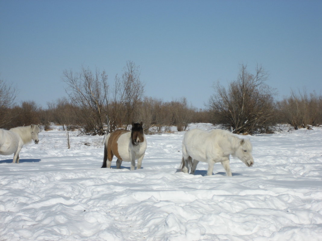 Якутские лошади - Anna Ivanova