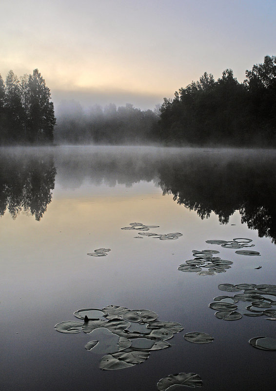 Туманный рассвет на озере Боровно - Сергей Курников