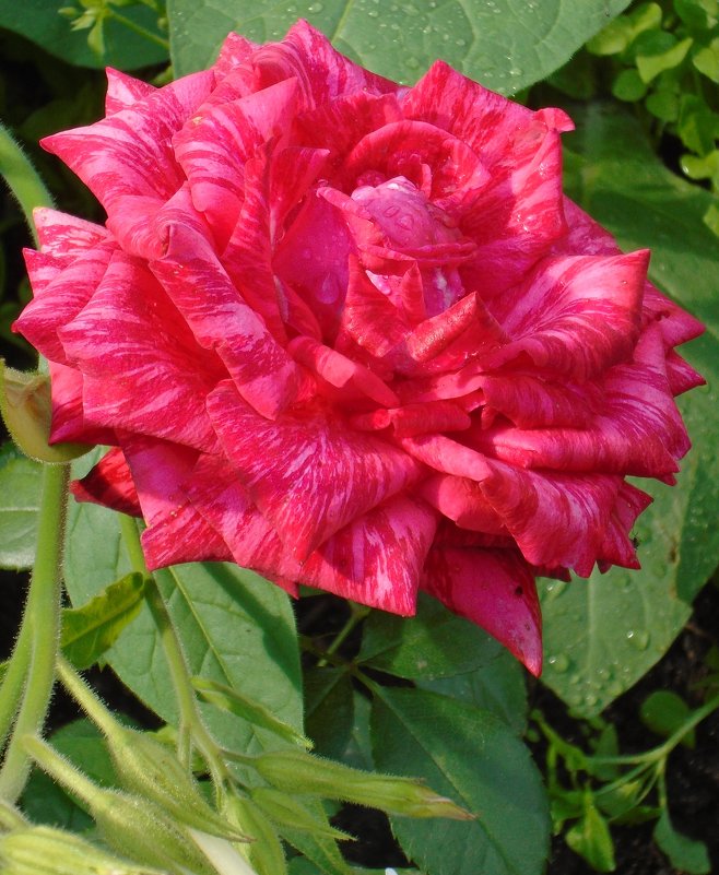 садовая  роза - ольга хакимова