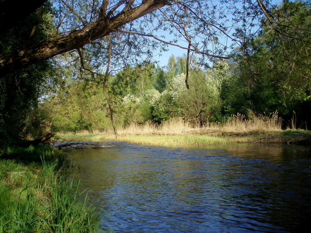 Krantai - silvestras gaiziunas gaiziunas