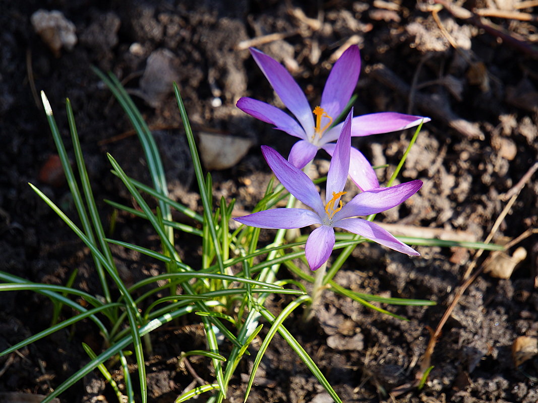 Crocus Tommasinianus - Сеня Белгородский