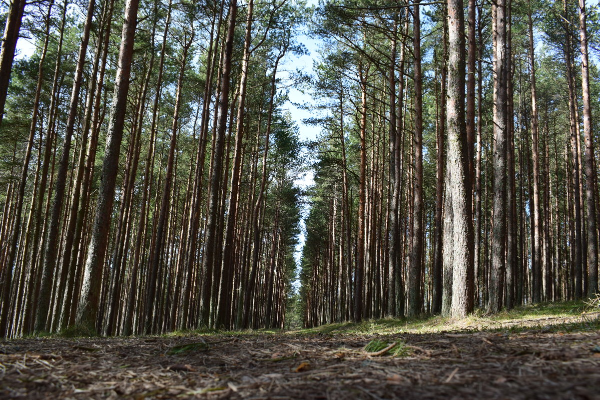 Сосновый лес - Виталий 