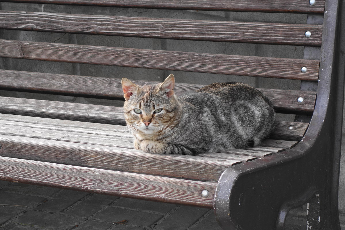 Кошки в марте - Маргарита Батырева