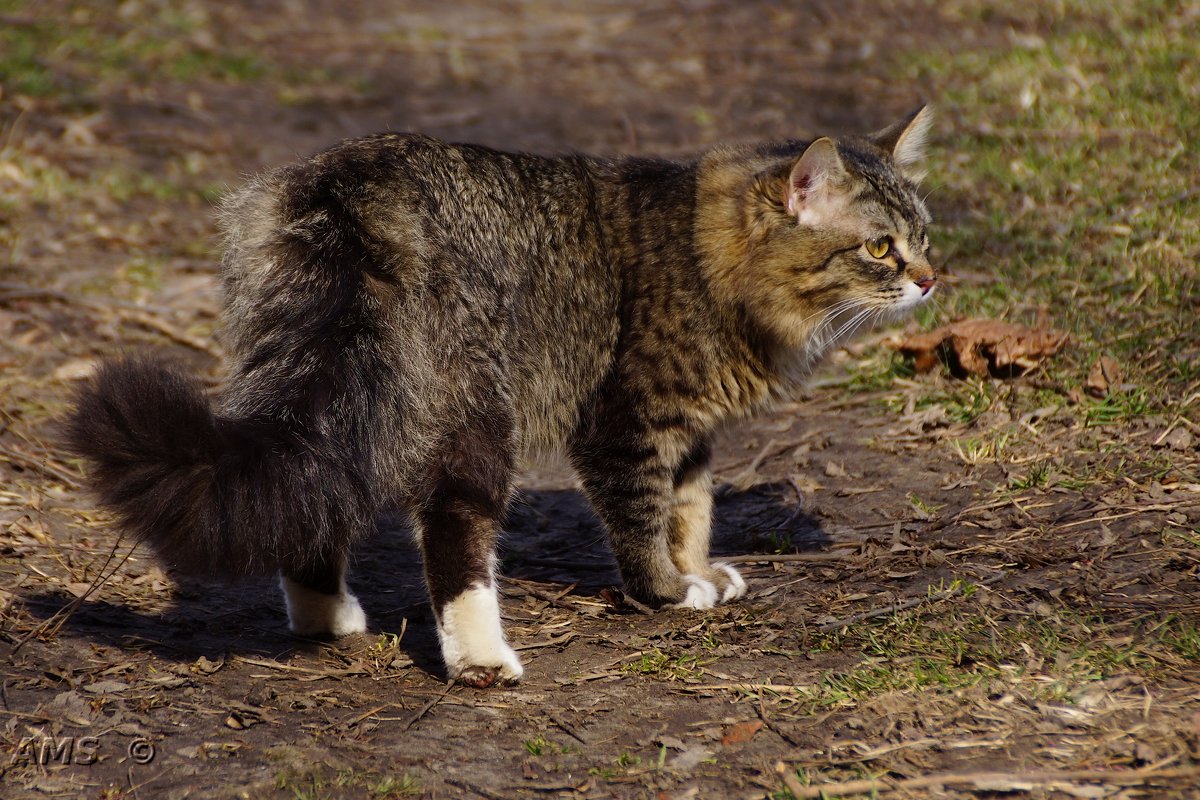 Кооооот - kolyeretka 