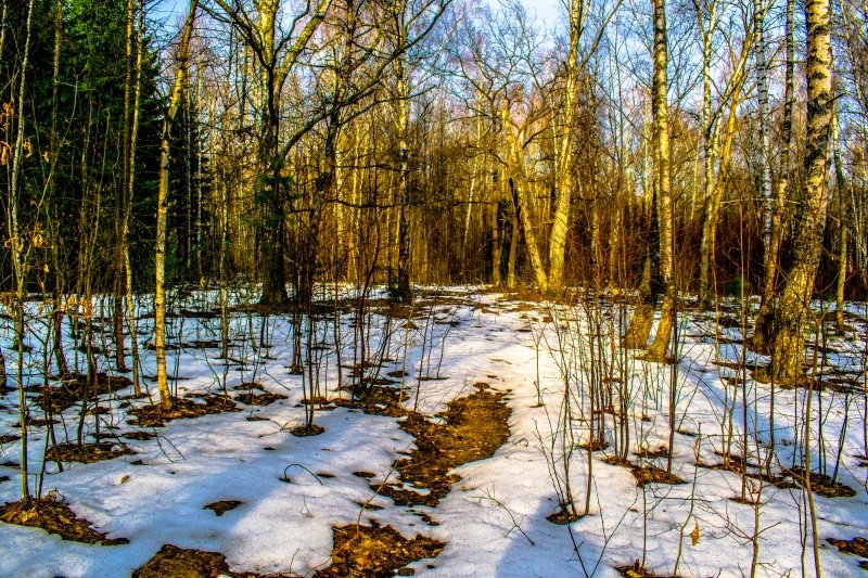 Весенний лес - Виктор Корочкин 