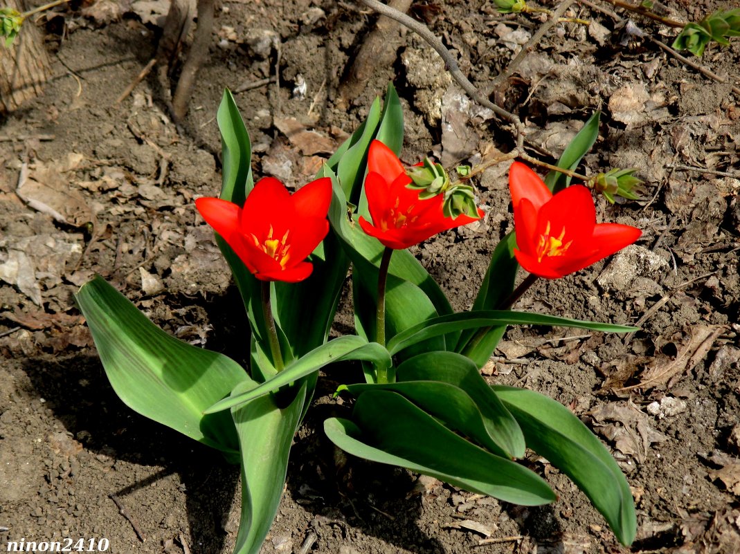 Первые тюльпаны - Нина Бутко