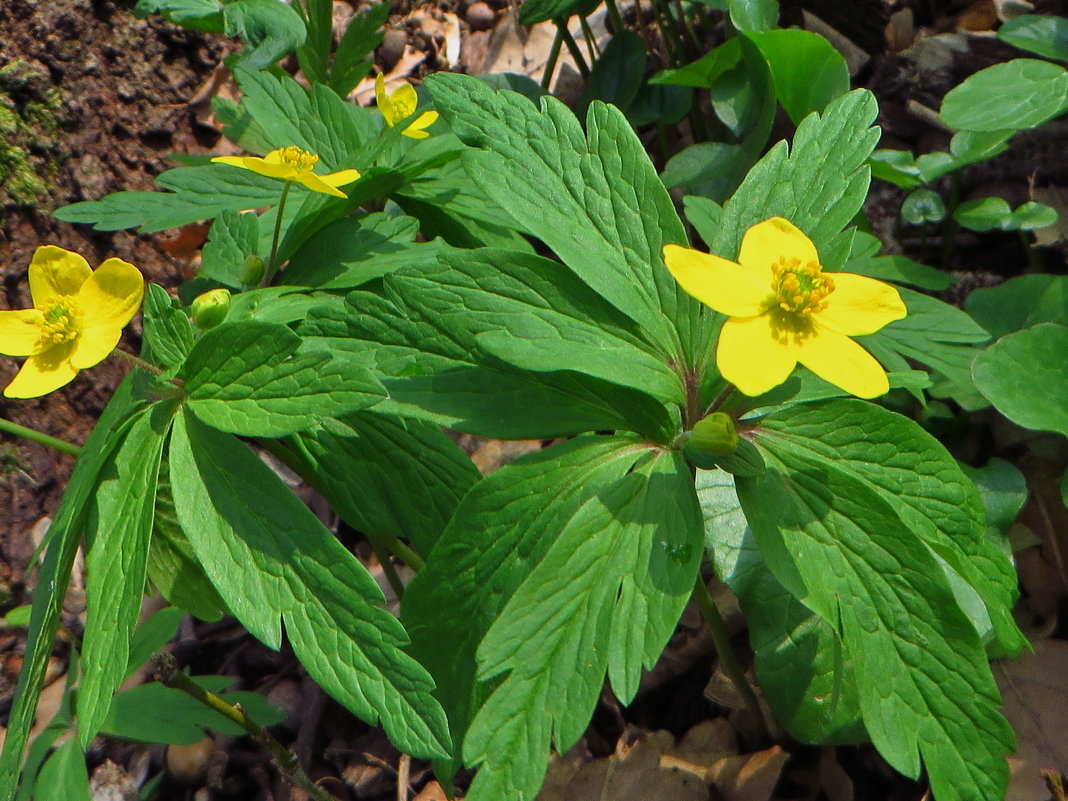 Первоцветы.Anemone ranunculoides L. (семейство Ranunculaceae)Ветреница лютиковидная - vodonos241 