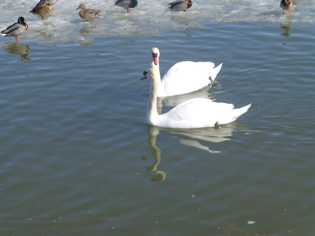 Лебединая пара на озере нижний Кабан - Наиля 