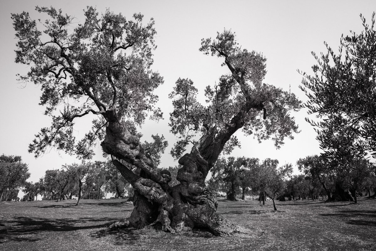 Апулия. Старинная реликтовая оливковая роща - Евдокия Даренская