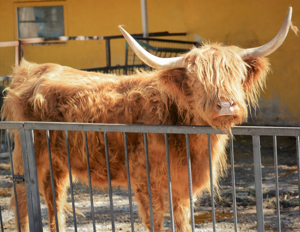 Шотландская корова с челкой - Ольга (crim41evp)