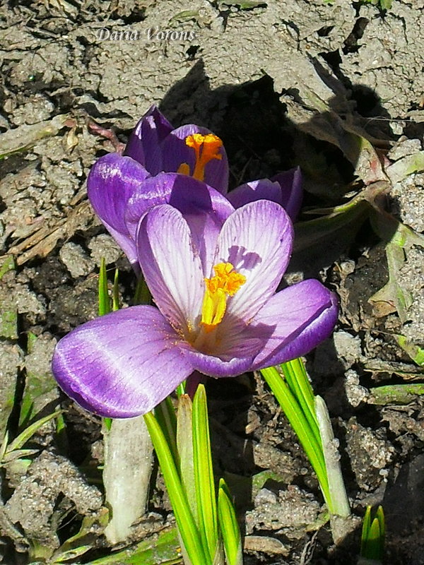 Цветёт весна, отбрасывая тень - Daria Vorons