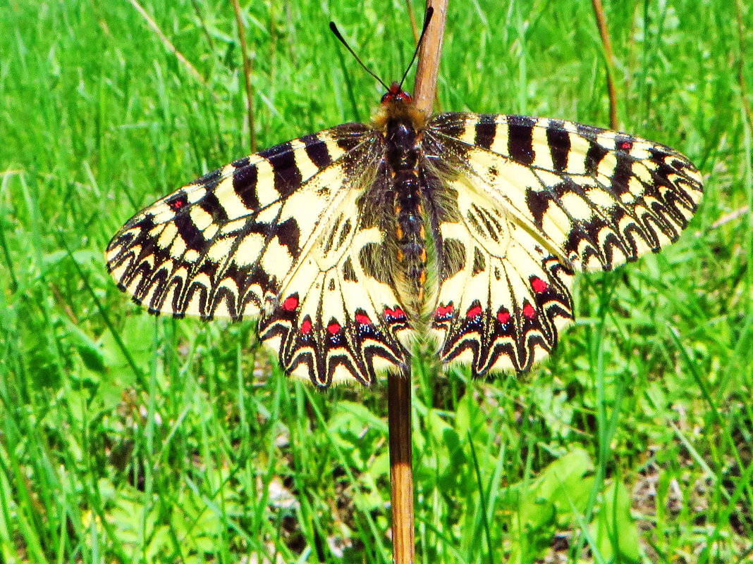 Семейство Парусники (Papilionidae). Поликсена, или зеринтия Поликсена (лат. Zerynthia polyxena) - vodonos241 