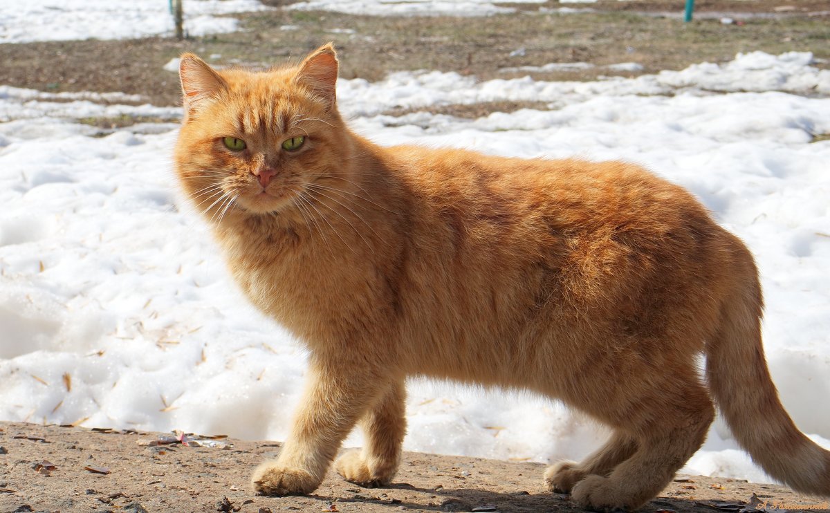 И рыжий кот вовсю весну зовёт! :-) - Андрей Заломленков