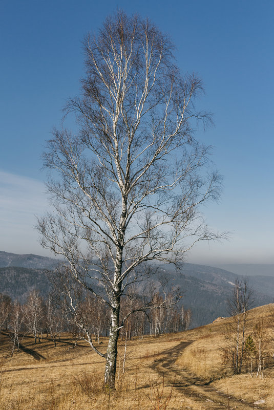 National park Stolby, Russia, Siberia, Krasnoyarsk. - Igor Novikov