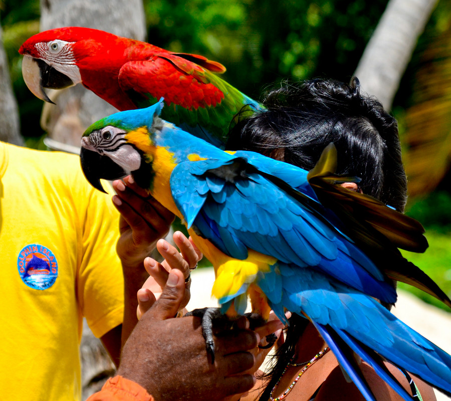 Попугаи, Доминиканская Республика - Игорь Гринивецкий