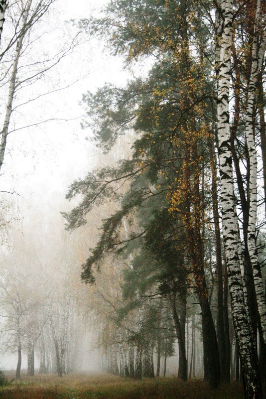 Туман в лесу - Vitalik Babich