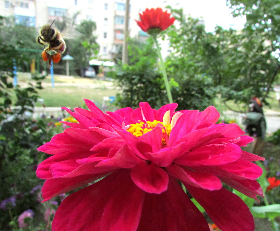 пчёлка с нектаром - Marina Timoveewa