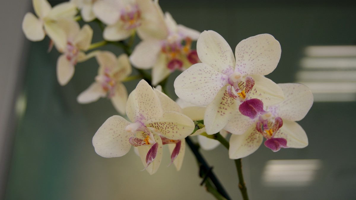 Орхидея - Jeanne Pavlova