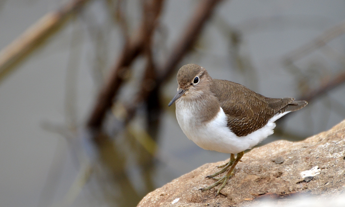 08.12.11 Перевозчик (лат. Actitis hypoleucos) — птица семейства бекасовых (Scolopacidae). - Борис Ржевский