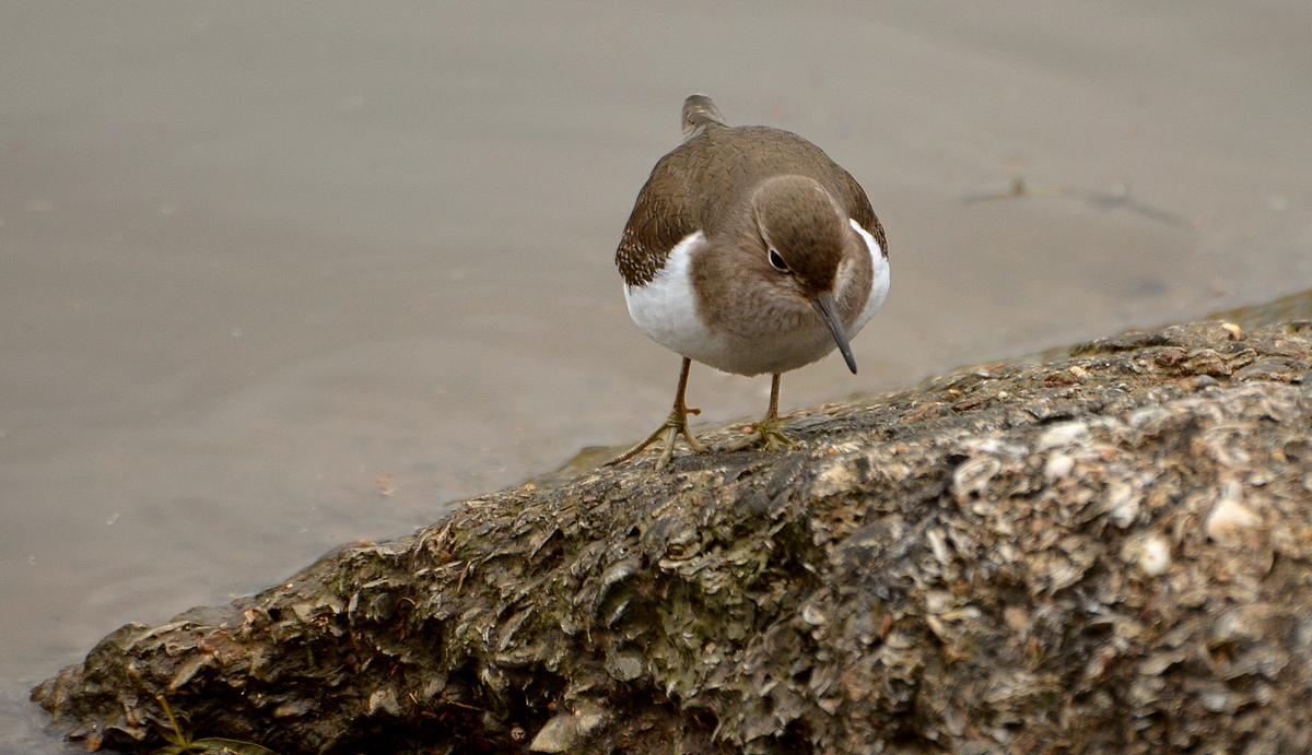 08.12.11 Перевозчик (лат. Actitis hypoleucos) — птица семейства бекасовых (Scolopacidae). - Борис Ржевский