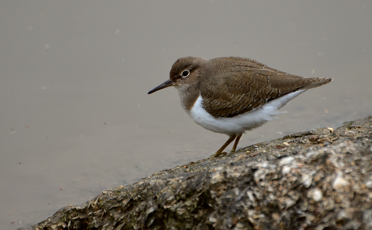 08.12.11 Перевозчик (лат. Actitis hypoleucos) — птица семейства бекасовых (Scolopacidae). - Борис Ржевский