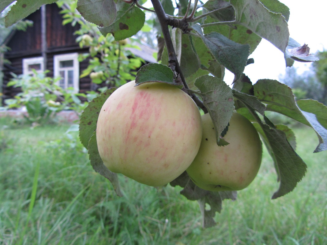 Созрели яблоки в саду... - Желтовская Татьяна 