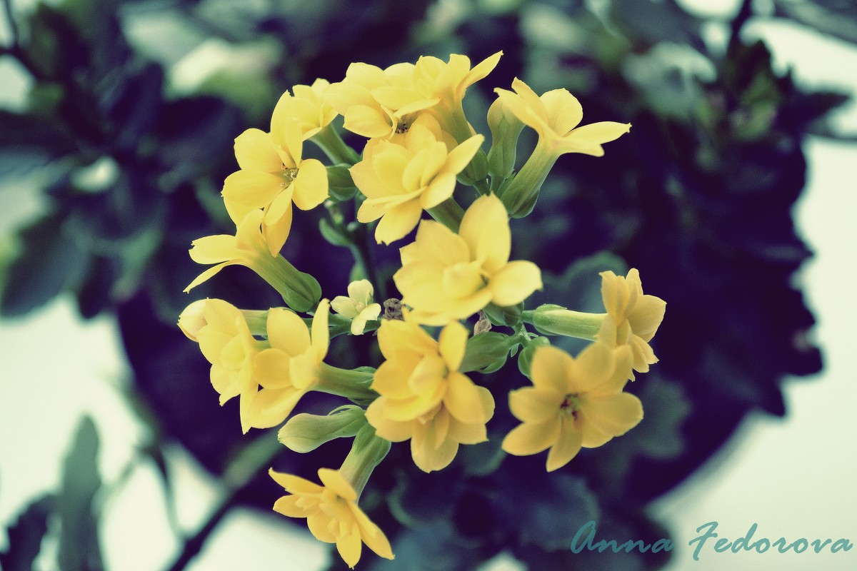 Цветы - Anna Fedorova
