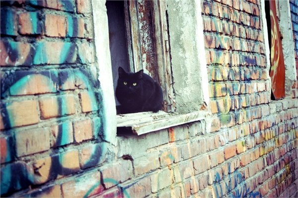 Кошка в старом доме. - Света Кондрашова
