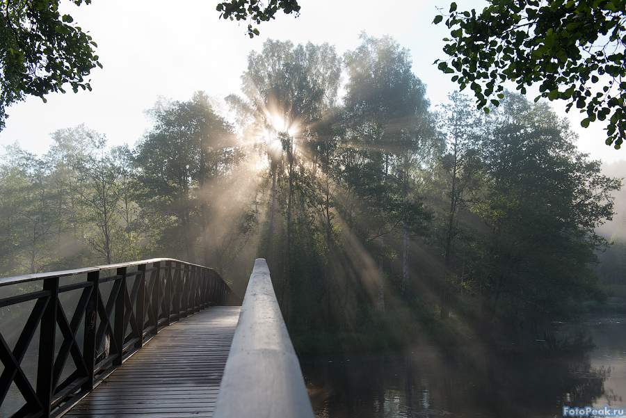 Утро в Шведском лесу - Dasha Fotopeak
