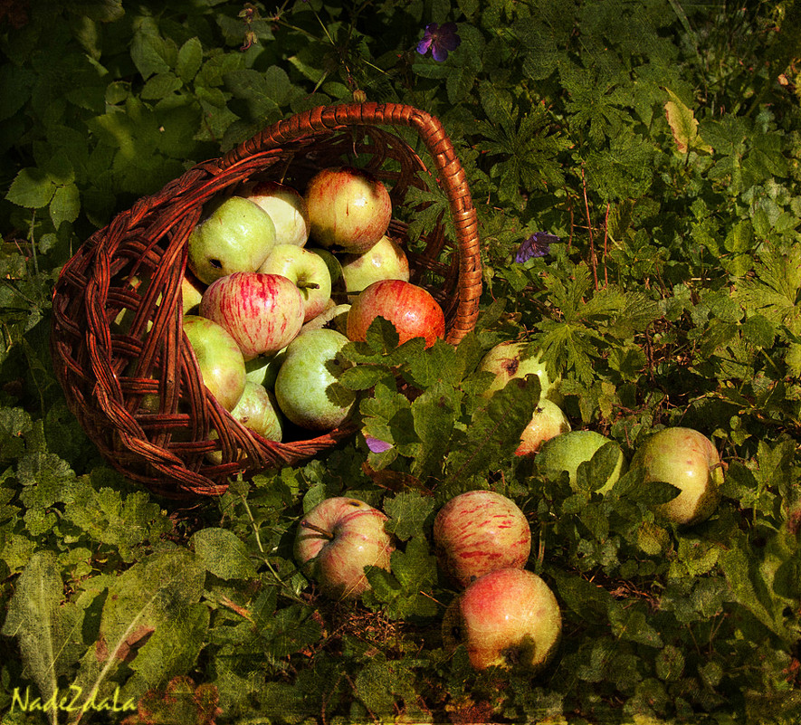 Яблочная пора - Надежда Лаптева