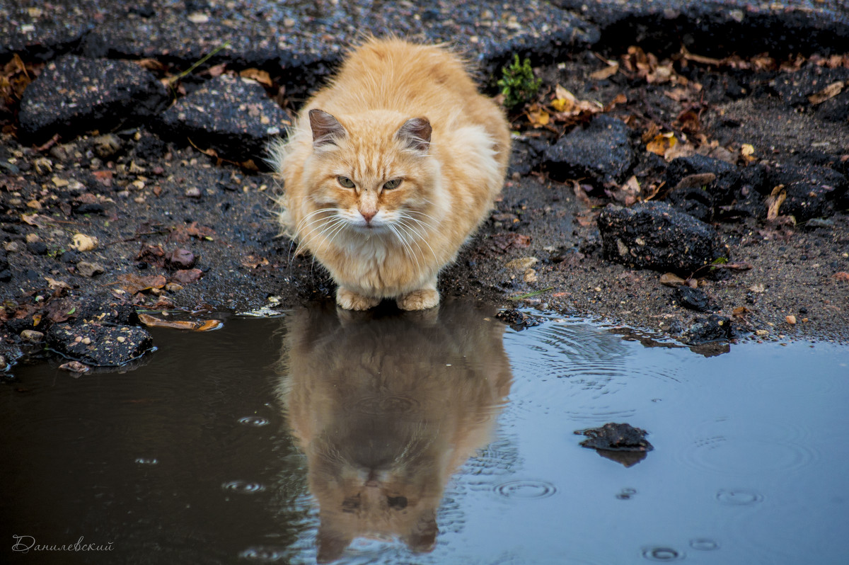 Осенний кот - Павел Данилевский