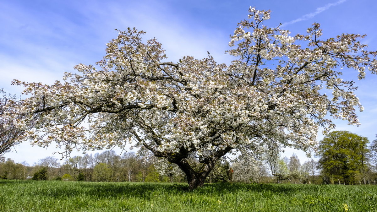 белая японская сакура или prunus - Георгий А