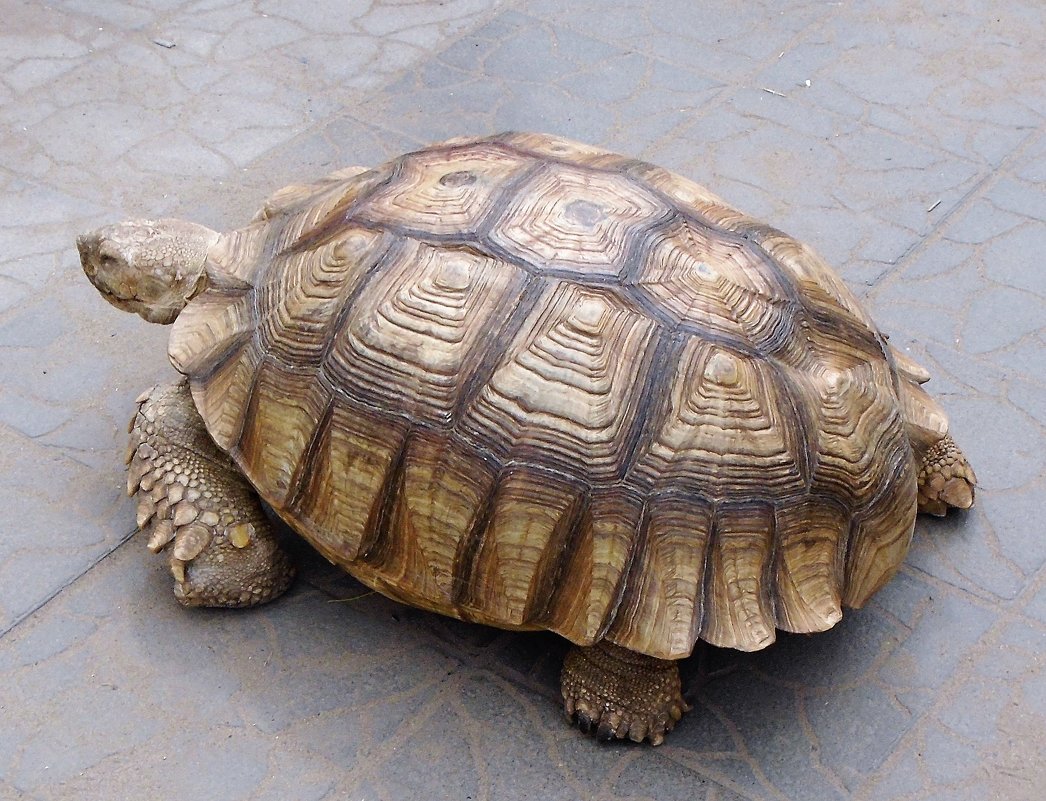 большая черепаха - ольга хакимова