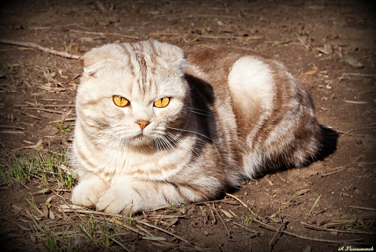 Не нравишься ты мне, фотограф, всех кошек распугал!... - Андрей Заломленков