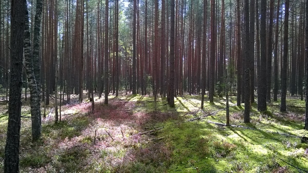 Сказочный лес - Игорь Ч.