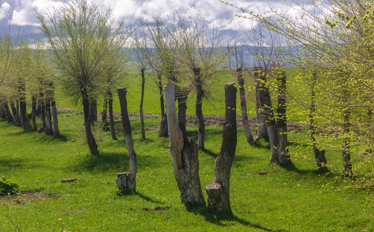 Весна. Модная прическа деревьев - Oleg Sharafutdinov
