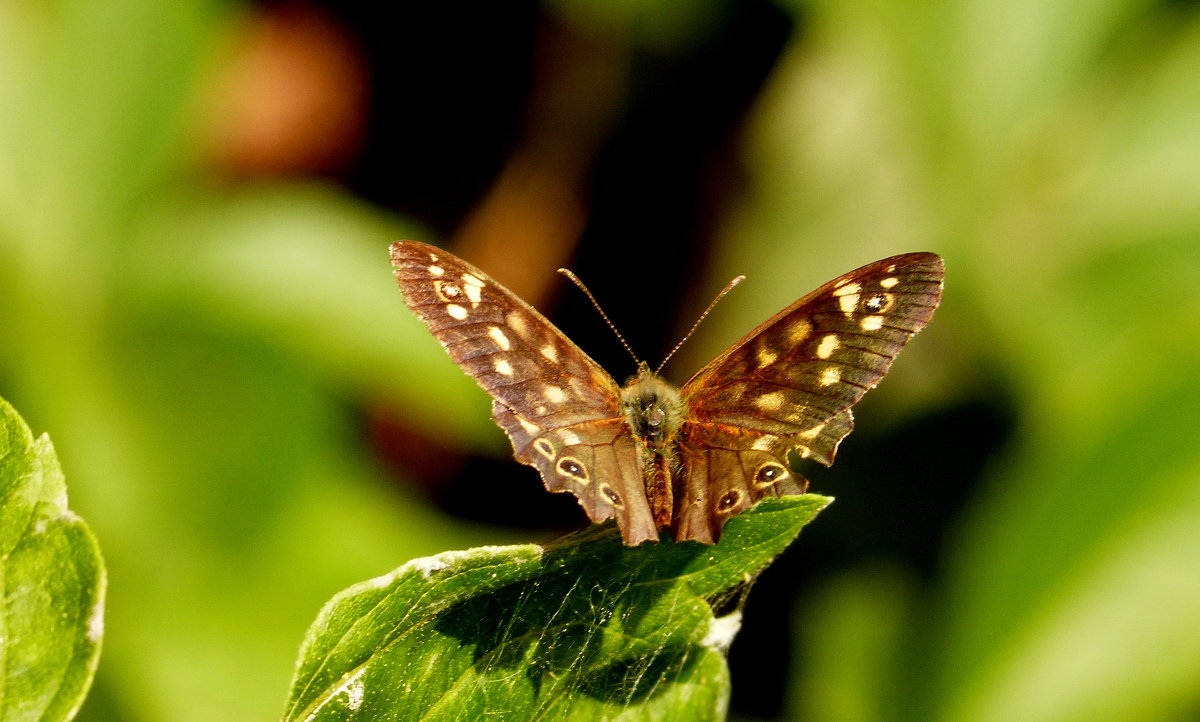 коричневые бабочки 1 - Александр Прокудин