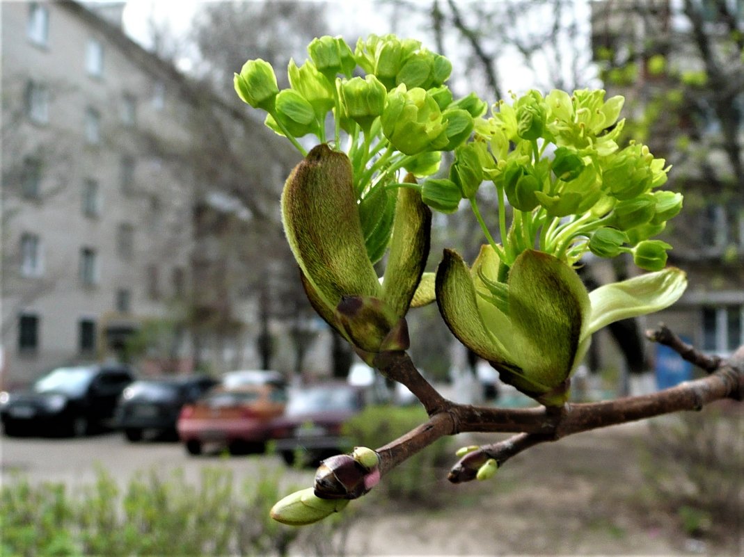 весна - Владимир Холодницкий