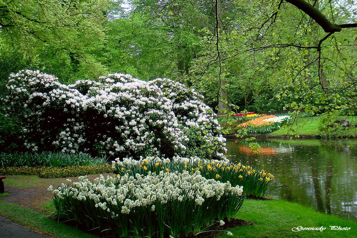 Парк цветов Кёкенхоф - ИННА ПОРОХОВА