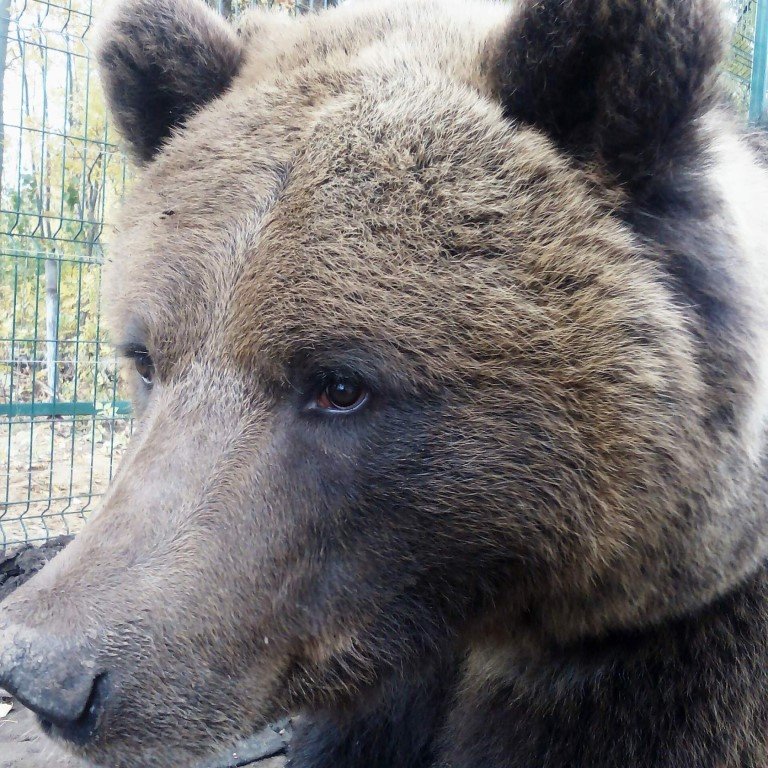 Мой знакомый медведь Мансур - Наталья Смирнова