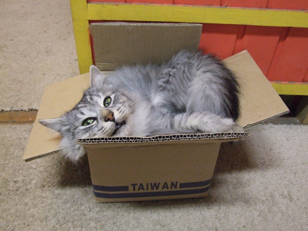 Кот в коробке - Татьяна 