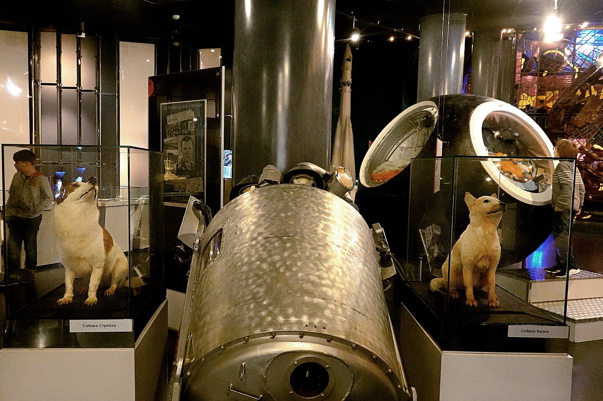 Белка и Стрелка - собаки-космонавты, совершившие космический полёт на корабле «Спутник-5» - Татьяна Помогалова