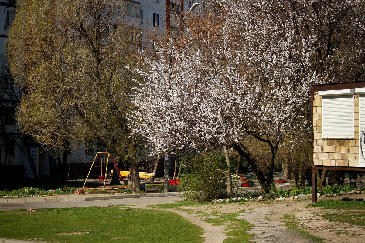 Весна в городе! - barsuk lesnoi