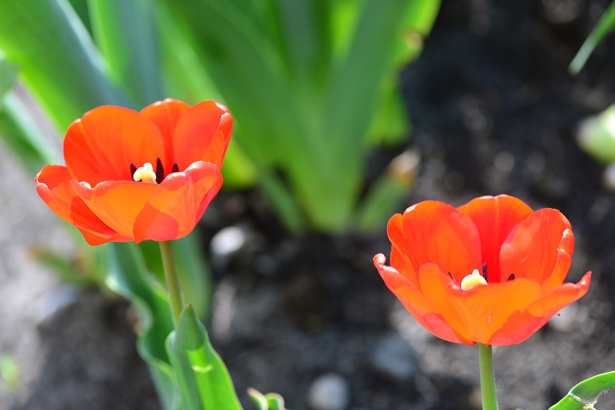 А вот и тюльпаны спешат раскрыться навстечу весне... - Тамара Бедай 